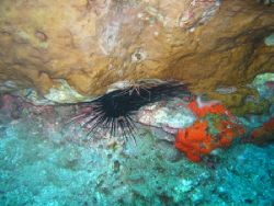 NEXT!!!!! Cleaning shrimp detailing an urchin. Cannon S30... by Kenneth Weade 